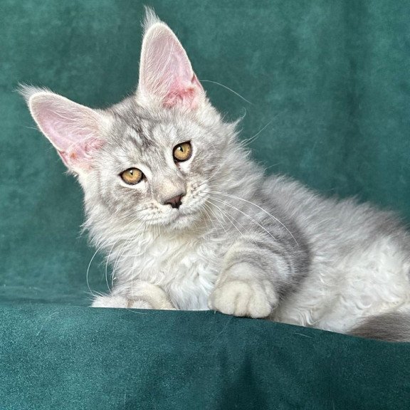 Maine Coon NOV Enzo