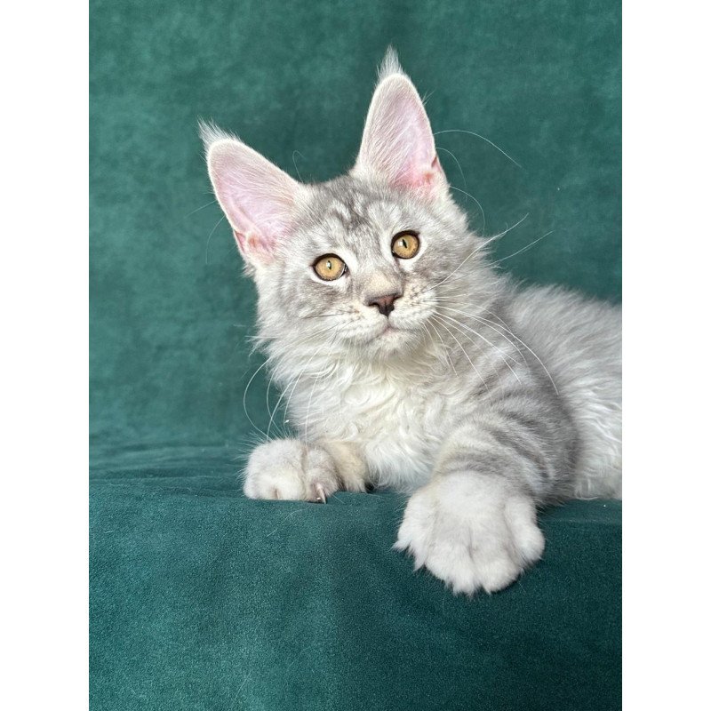 Maine Coon NOV Enzo