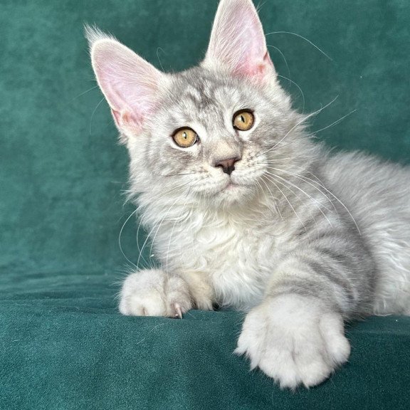 Maine Coon NOV Enzo