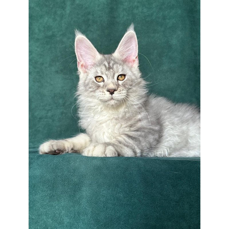 Maine Coon NOV Enzo