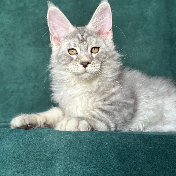 Maine Coon NOV Enzo