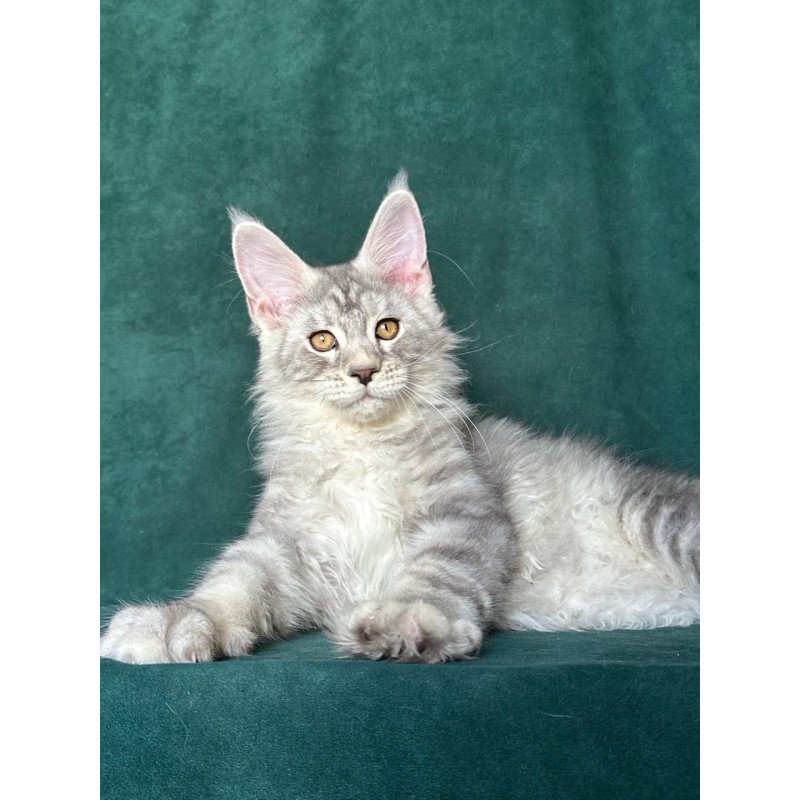Maine Coon NOV Enzo