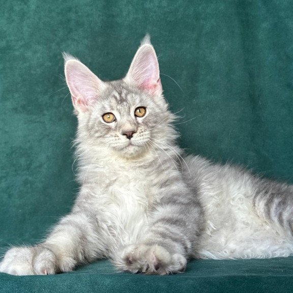 Maine Coon NOV Enzo
