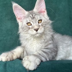 Maine Coon NOV Enzo