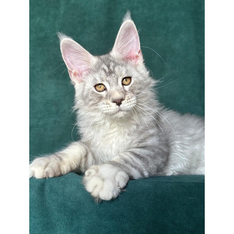 Maine Coon NOV Enzo