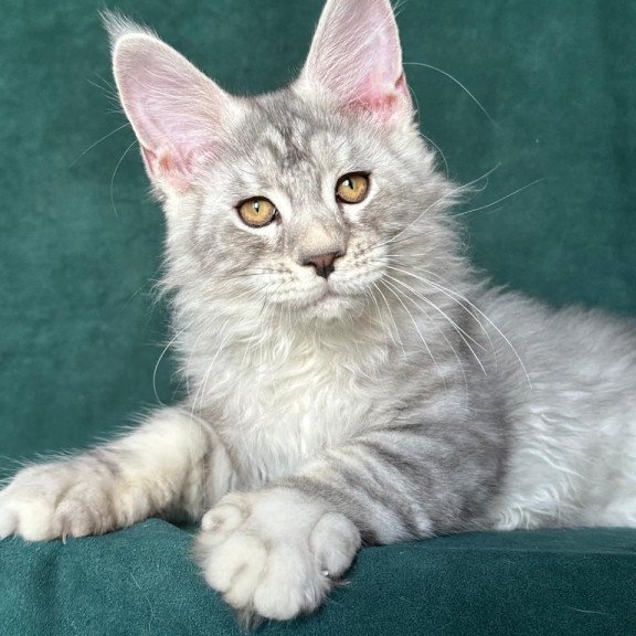 Maine Coon NOV Enzo