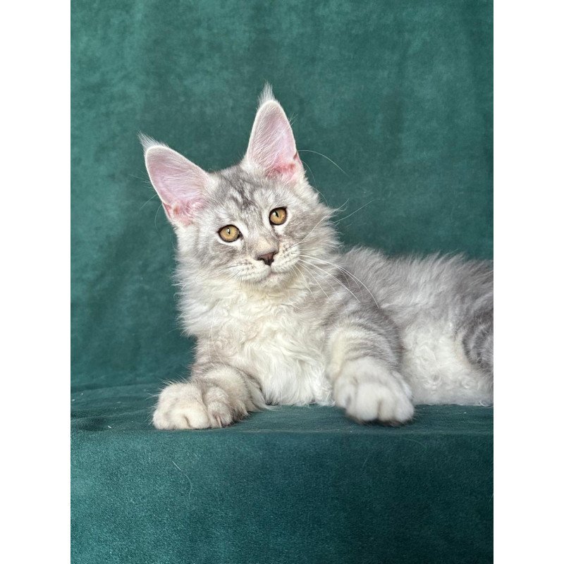 Maine Coon NOV Enzo