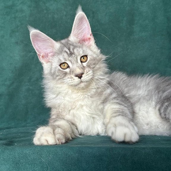 Maine Coon NOV Enzo