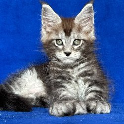 Maine Coon NOV Iron Polydactyl