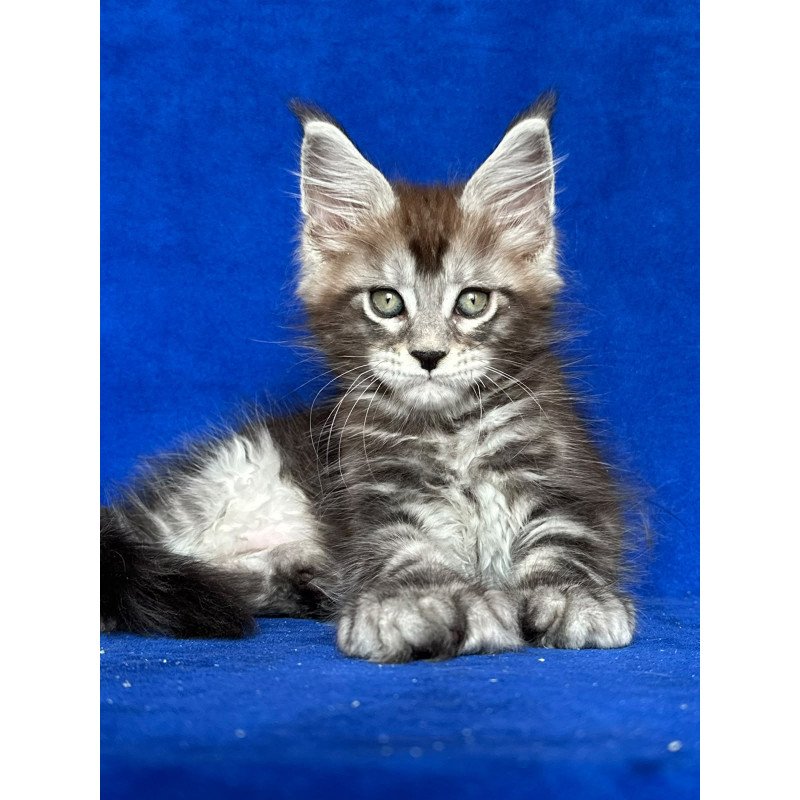 Maine Coon NOV Iron Polydactyl