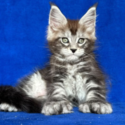 Maine Coon NOV Iron Polydactyl
