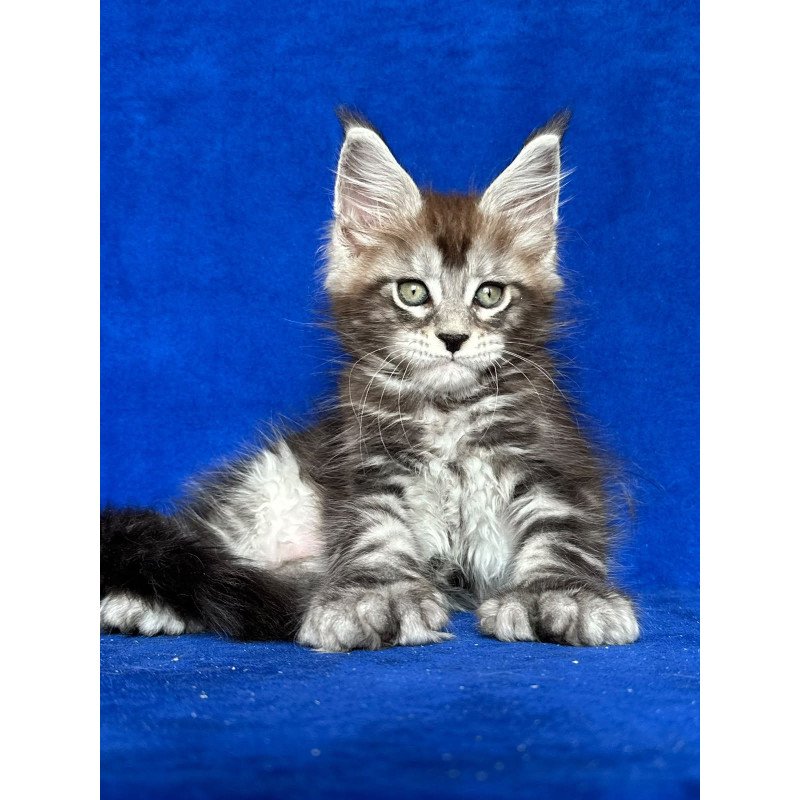 Maine Coon NOV Iron Polydactyl
