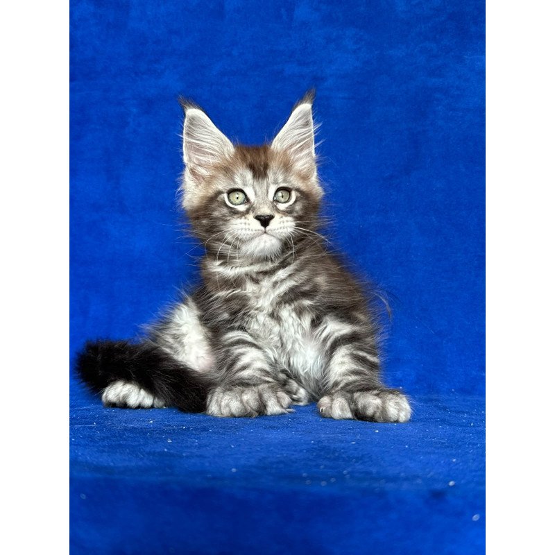 Maine Coon NOV Iron Polydactyl