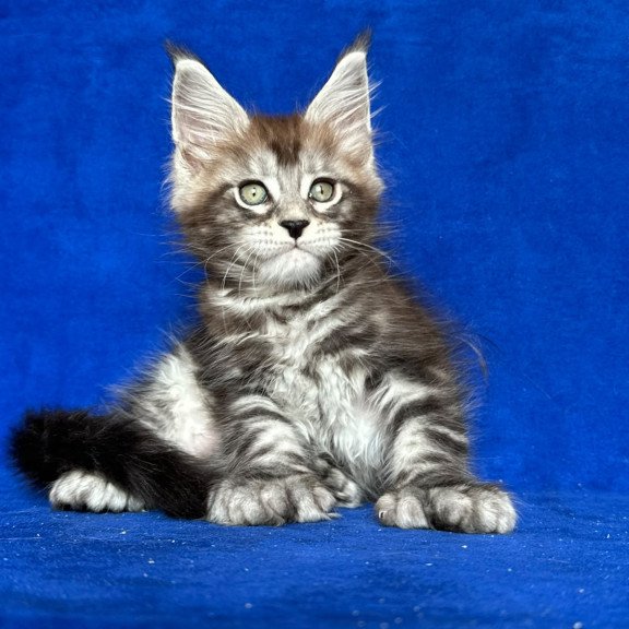 Maine Coon NOV Iron Polydactyl