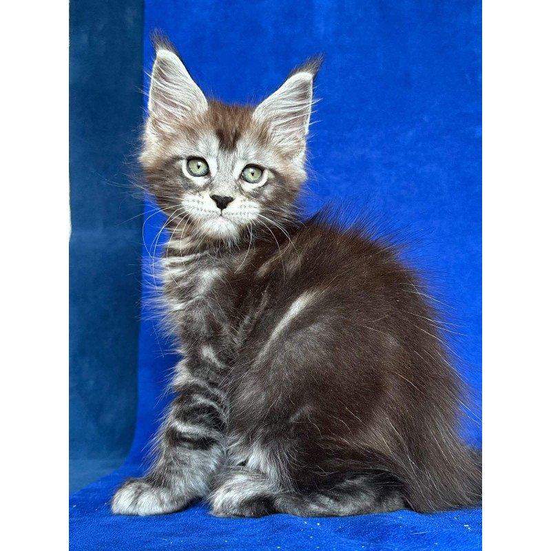 Maine Coon NOV Iron Polydactyl