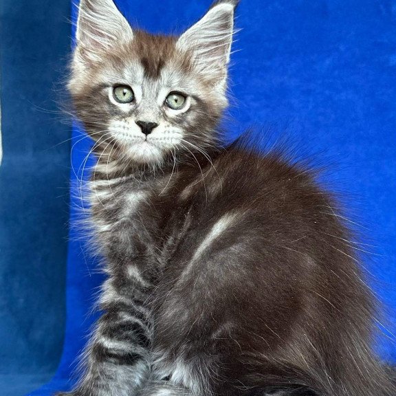 Maine Coon NOV Iron Polydactyl