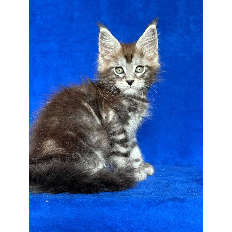 Maine Coon NOV Iron Polydactyl