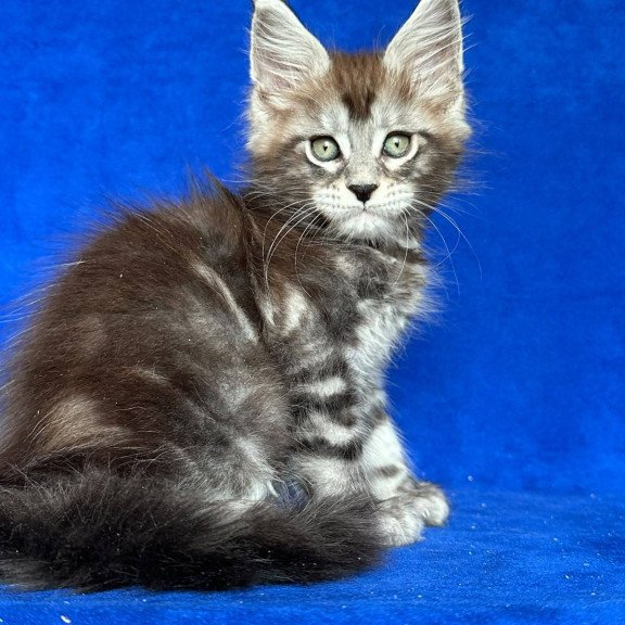 Maine Coon NOV Iron Polydactyl