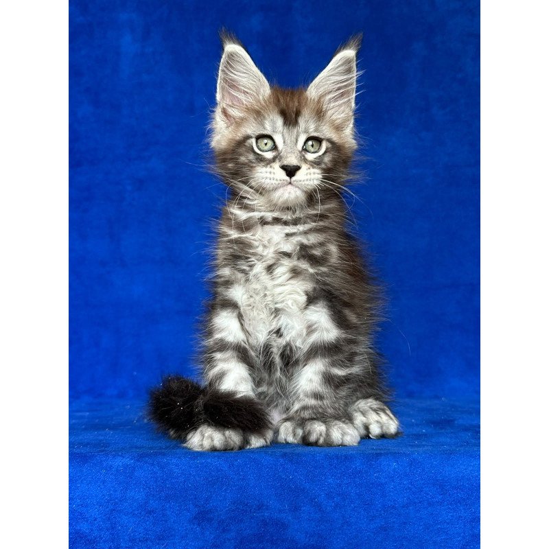 Maine Coon NOV Iron Polydactyl