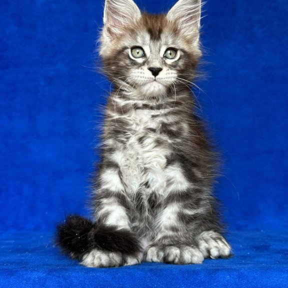 Maine Coon NOV Iron Polydactyl