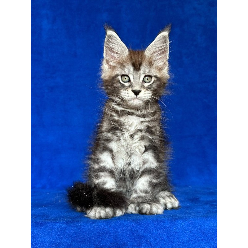 Maine Coon NOV Iron Polydactyl