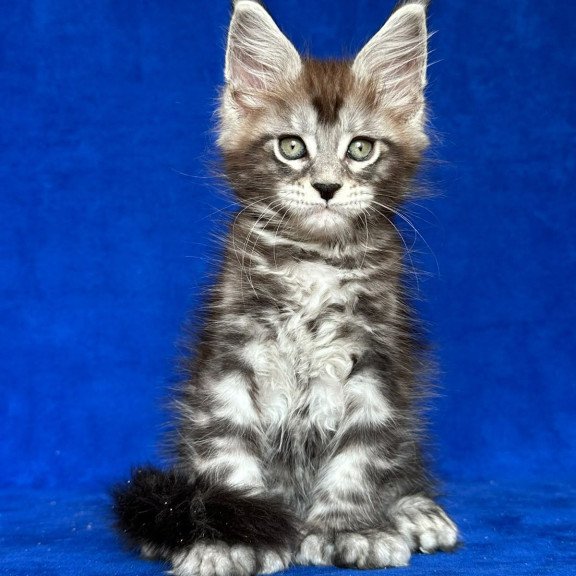 Maine Coon NOV Iron Polydactyl
