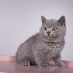 British Foster