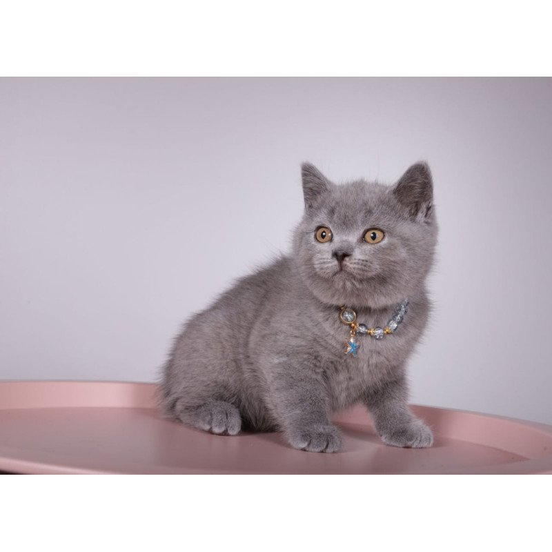 British Foster