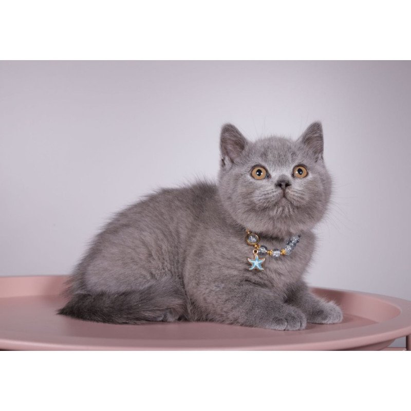 British Foster