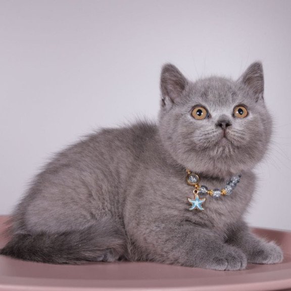 British Foster