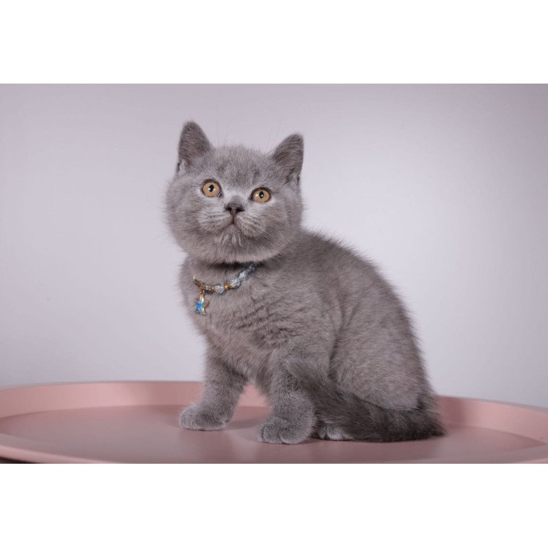 British Foster