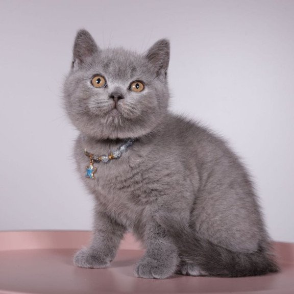 British Foster