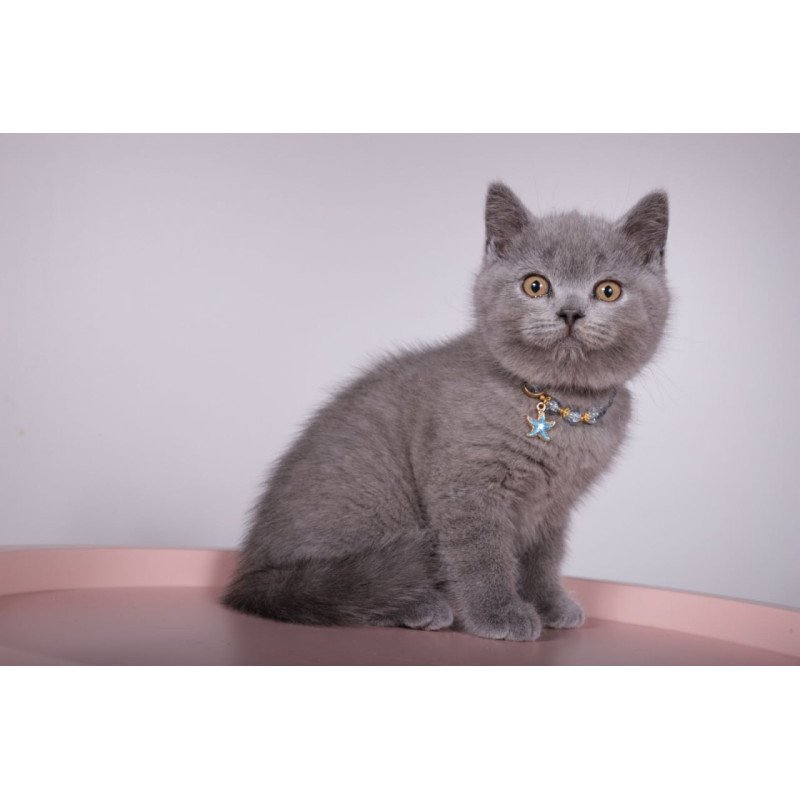 British Foster