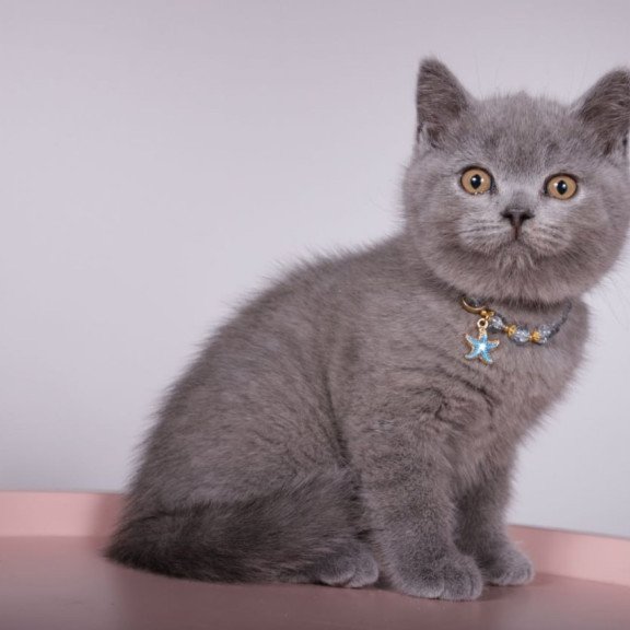 British Foster