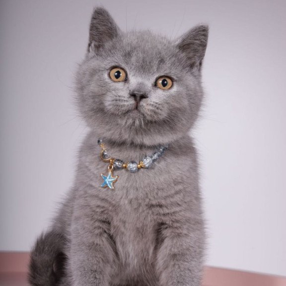 British Foster