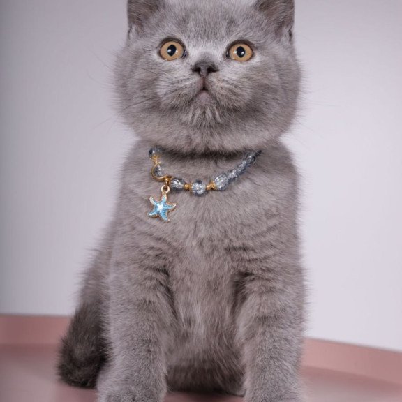 British Foster