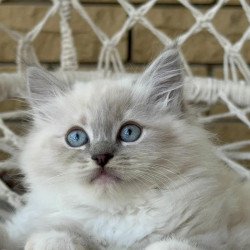 Siberian A Even