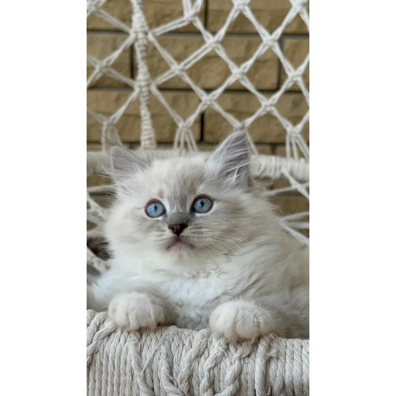 Siberian A Even
