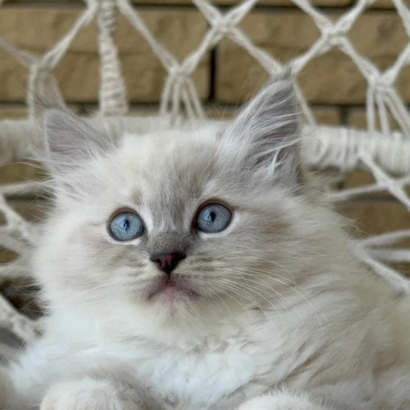 Siberian A Even