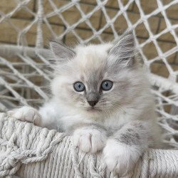 Siberian A Even