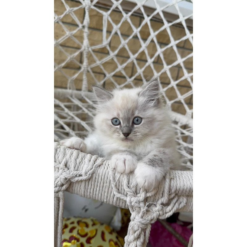 Siberian A Even