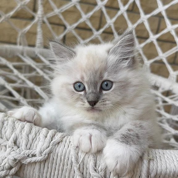 Siberian A Even