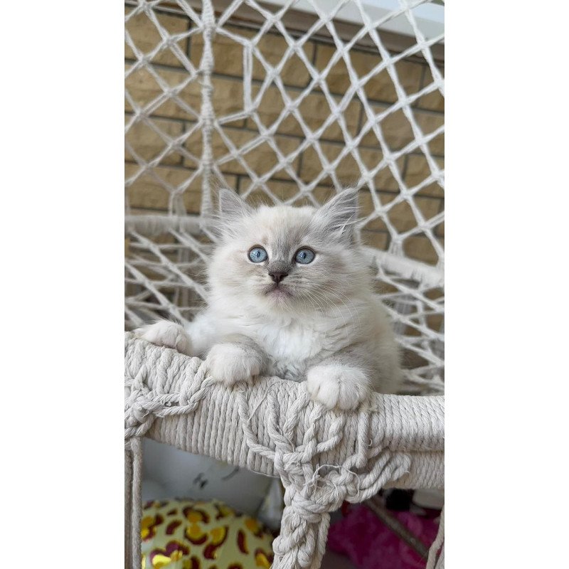 Siberian A Even