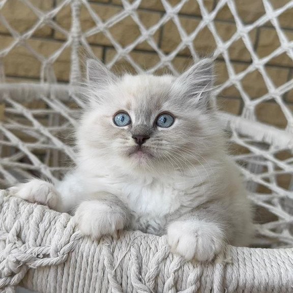 Siberian A Even
