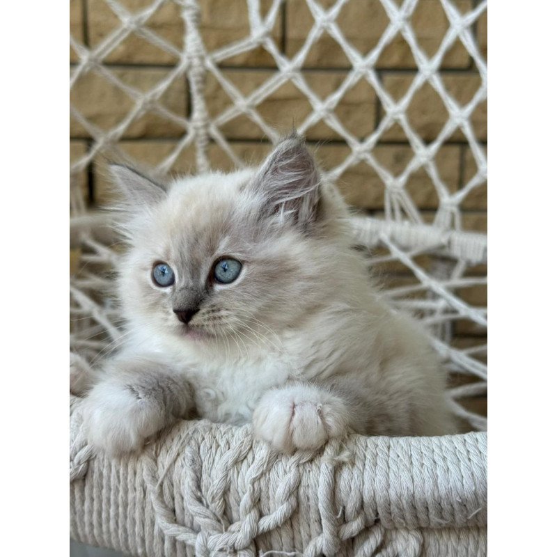 Siberian A Even