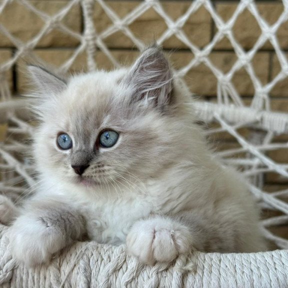 Siberian A Even