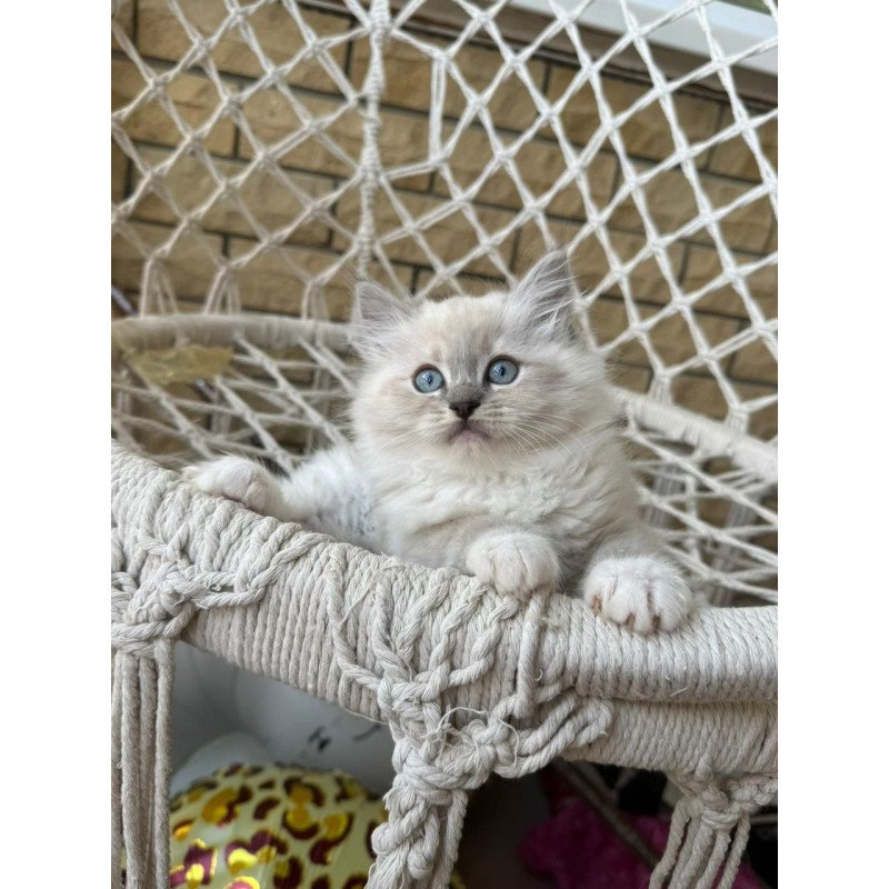 Siberian A Even