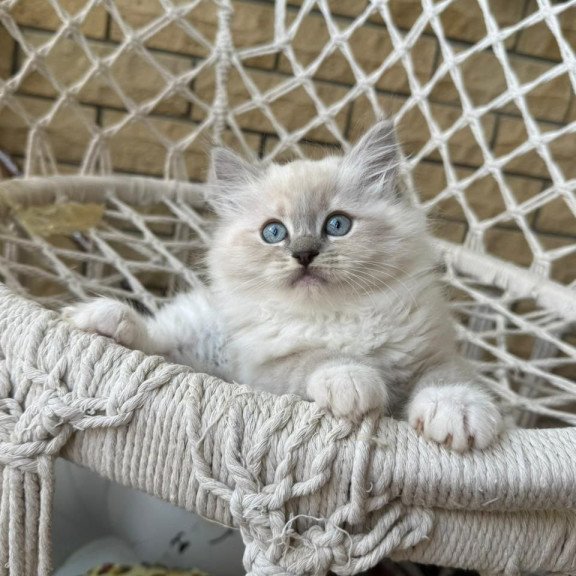 Siberian A Even