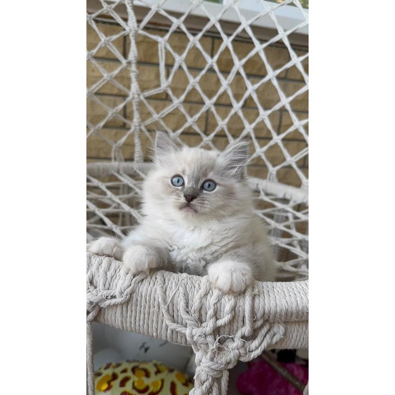 Siberian A Even