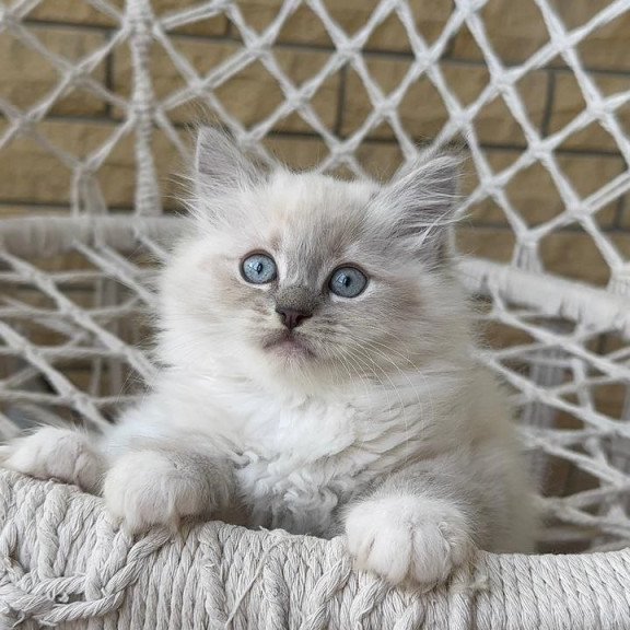 Siberian A Even